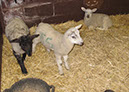 2011_april_woodside_15