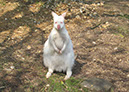 2011_april_woodside_17