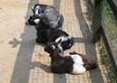 2011_april_woodside_22