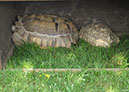 2011_april_woodside_37