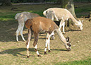 2011_april_woodside_38
